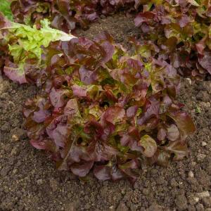 Laitue Grenadine - Graines d'Exception